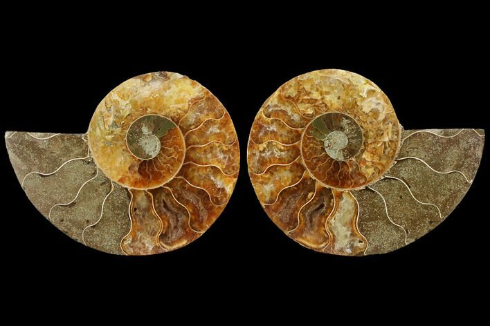 Agatized Ammonite Fossil - Madagascar #111523